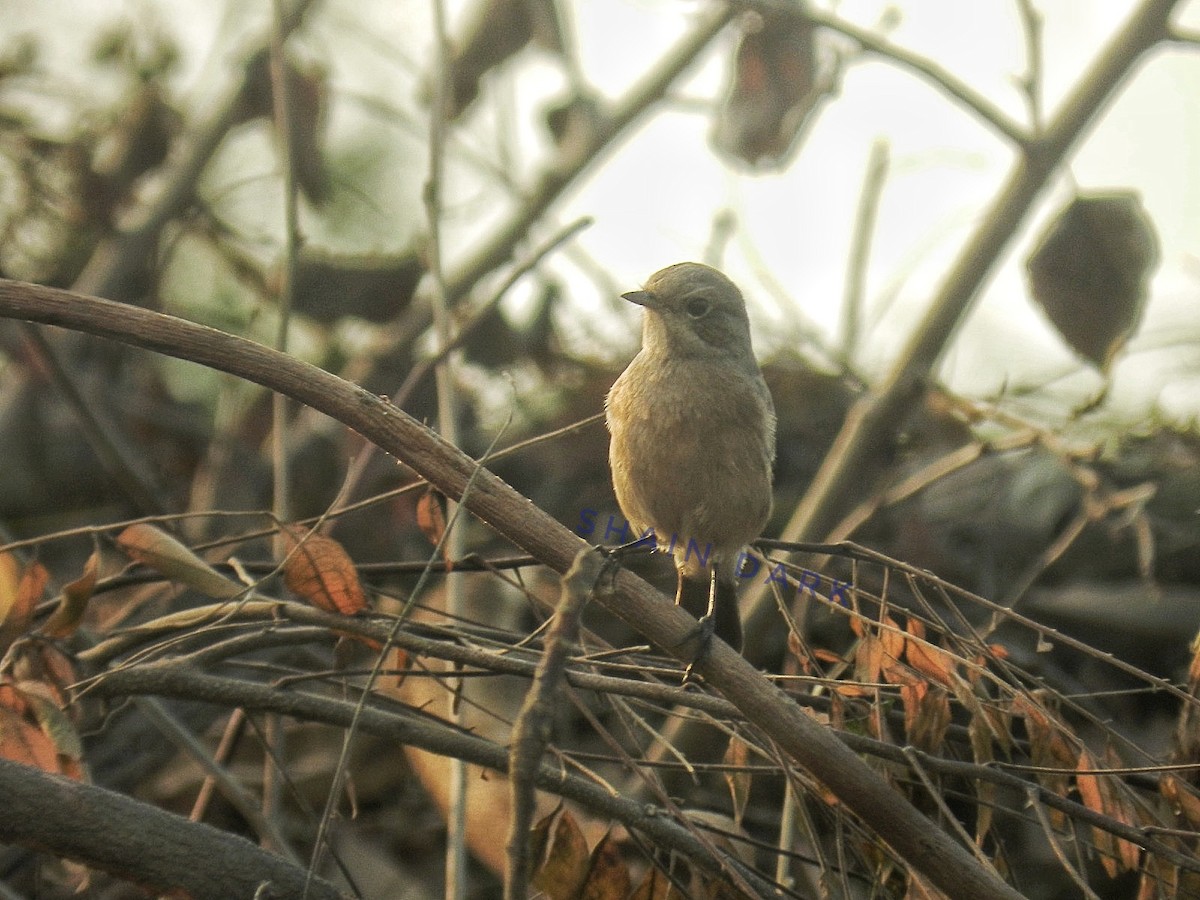 Pied Bushchat - ML624575162