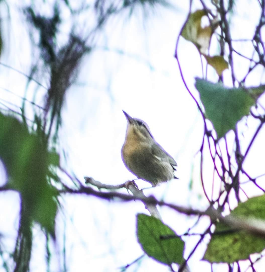 Worm-eating Warbler - ML624575170