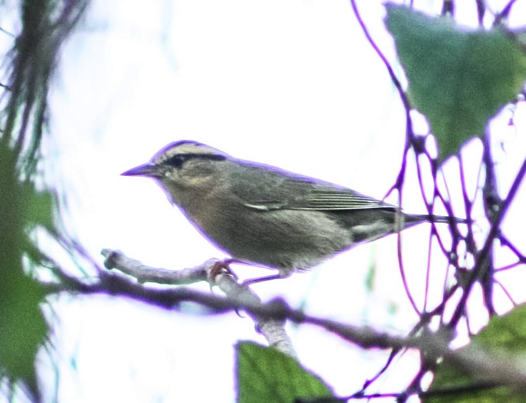 Worm-eating Warbler - ML624575171