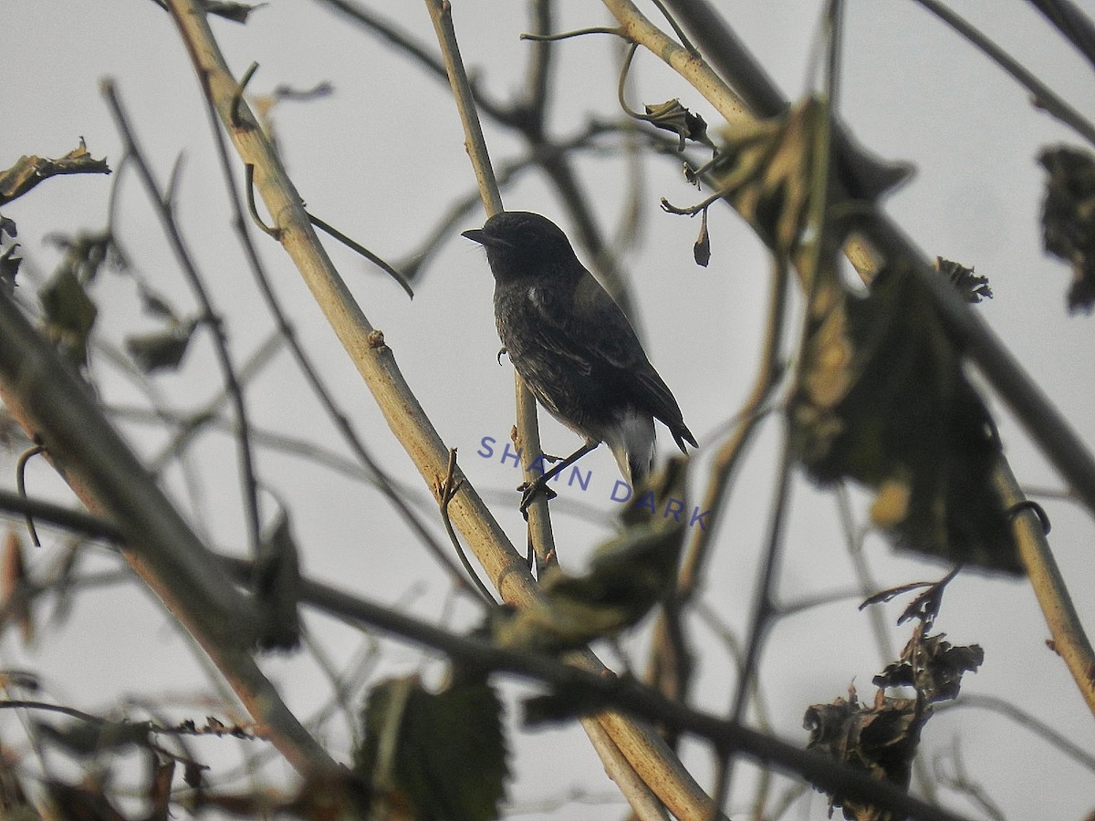 Pied Bushchat - Shain Dark