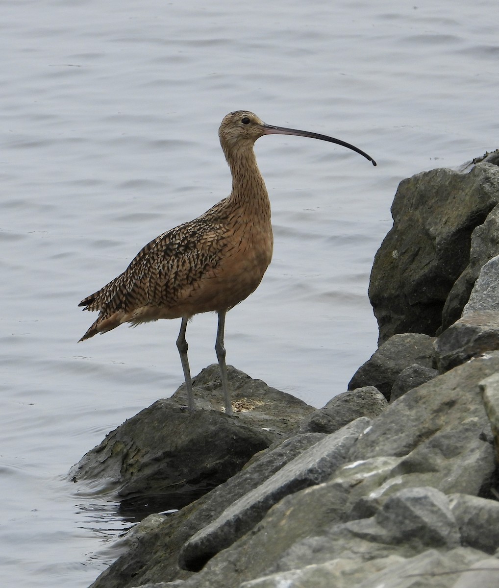 Long-billed Curlew - ML624575176