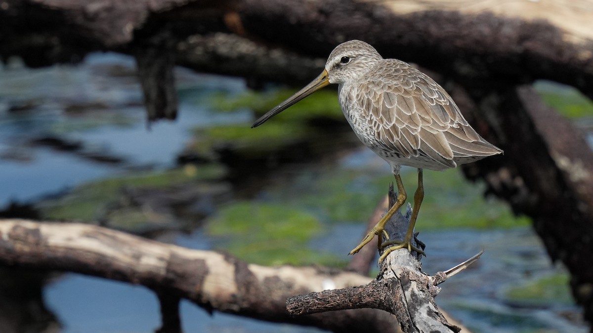 Short-billed Dowitcher - ML624575181