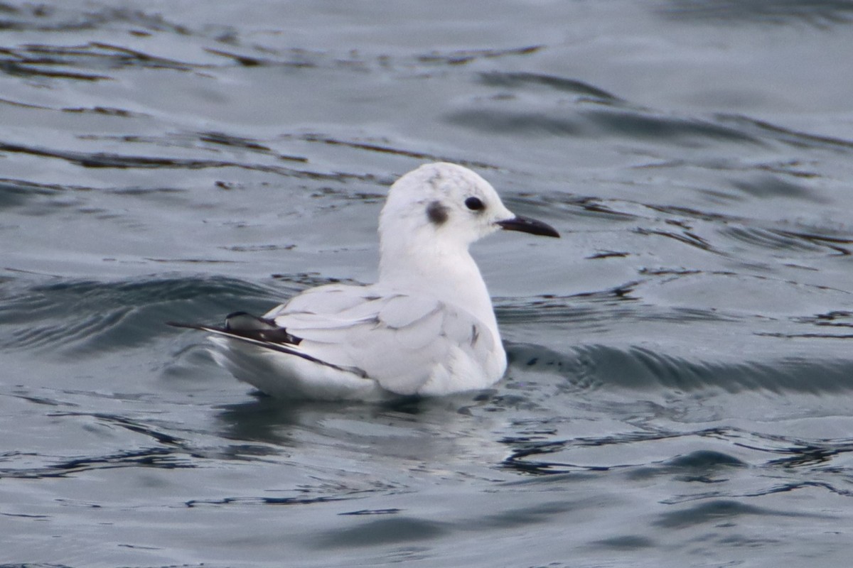 Bonaparte's Gull - ML624575182