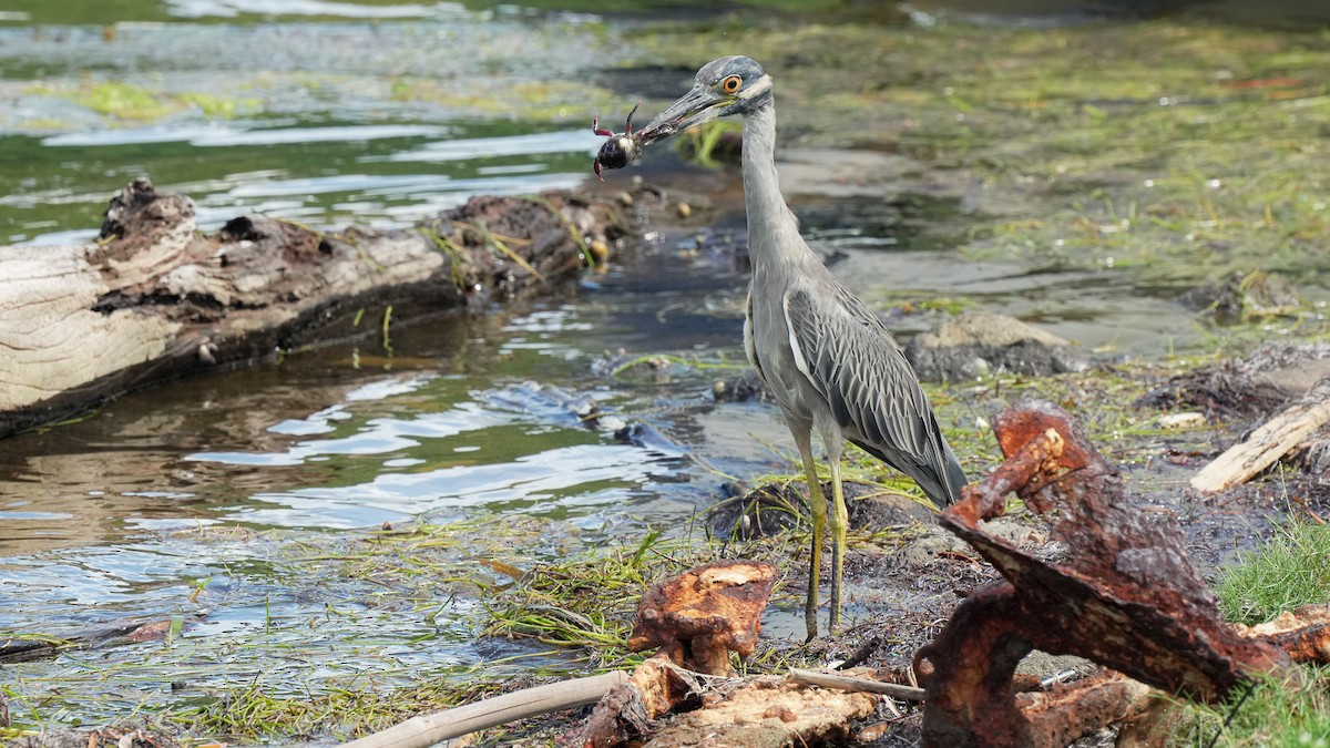 Yellow-crowned Night Heron - ML624575186