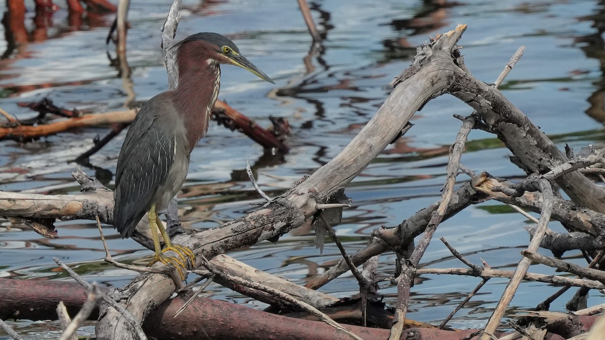 Green Heron - ML624575188