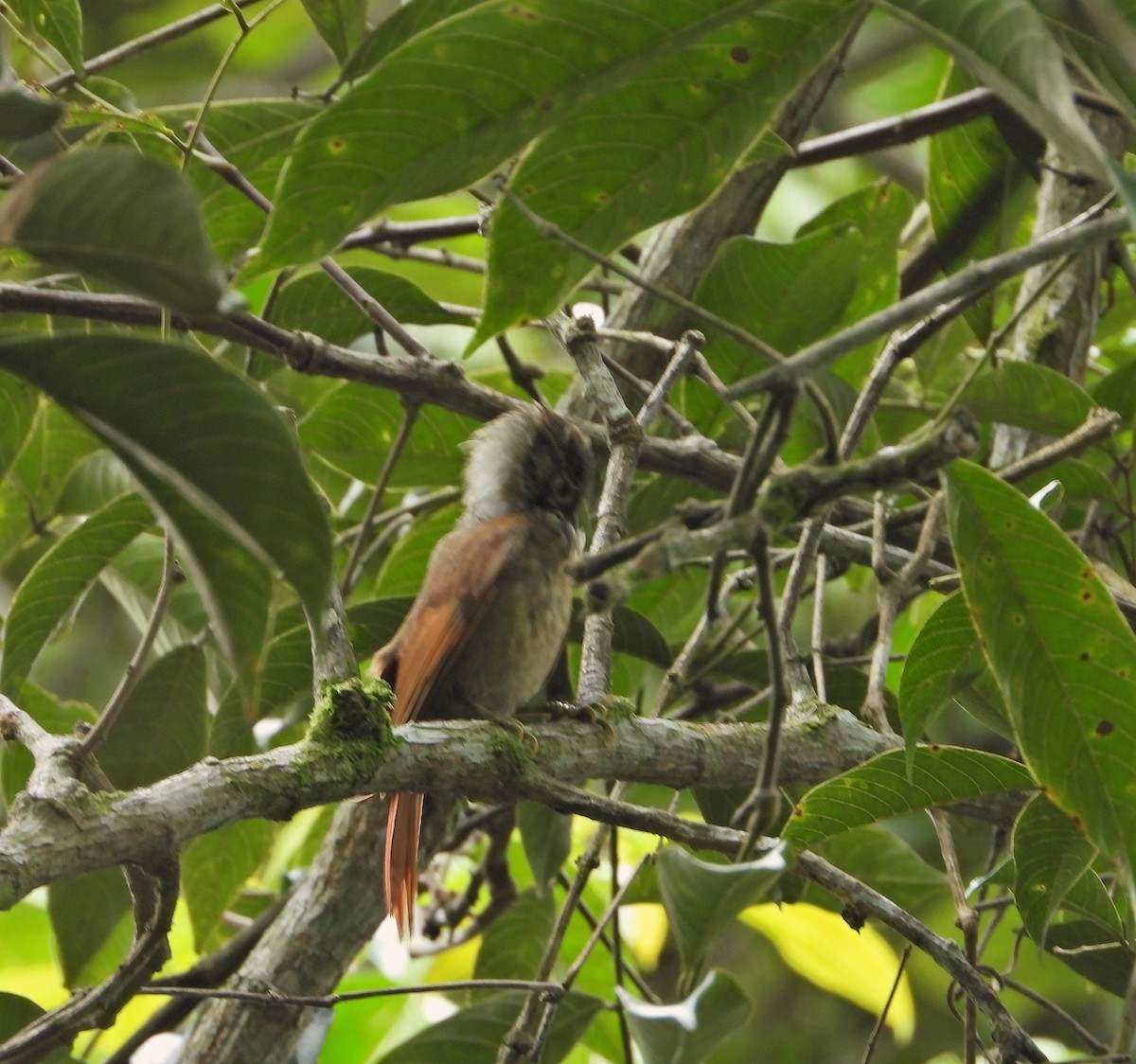 Crested Spinetail - ML624575189