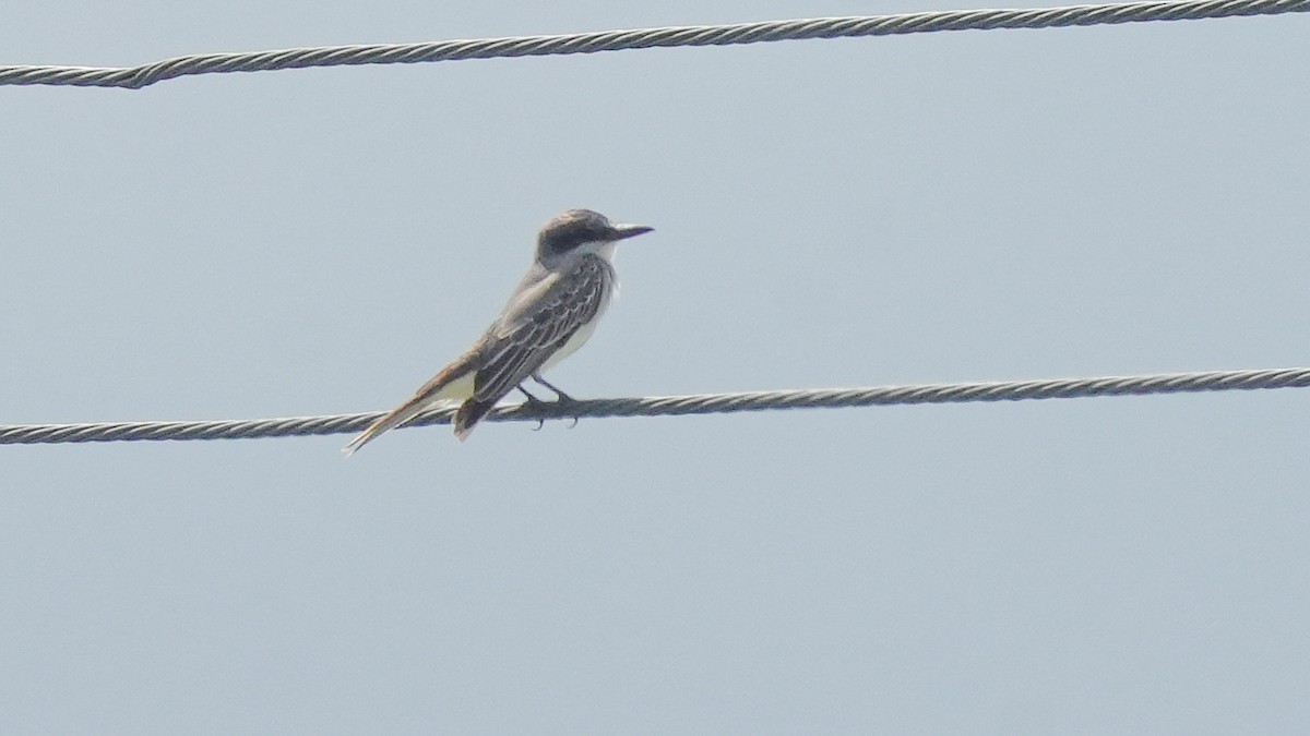 Gray Kingbird - ML624575191