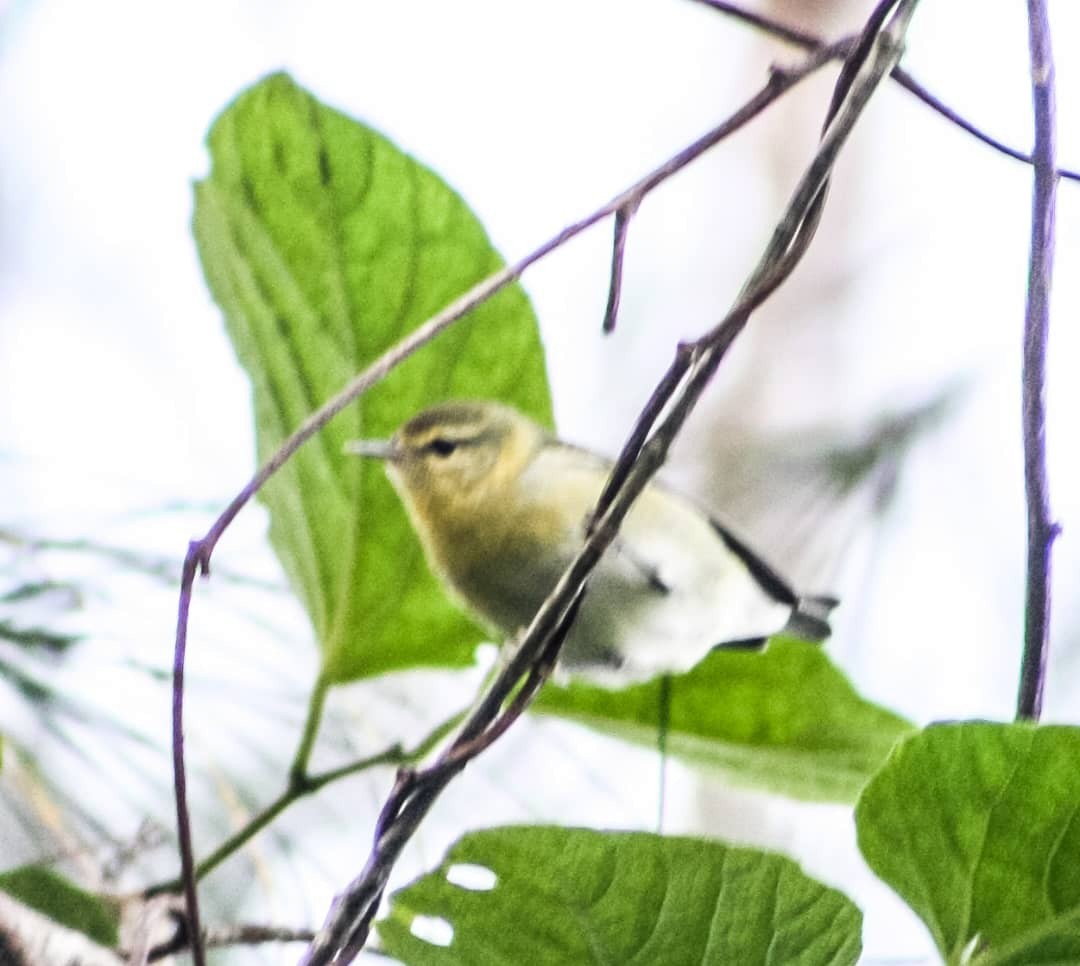 Tennessee Warbler - ML624575192