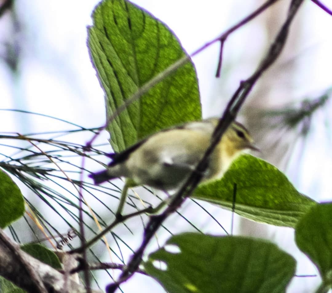 Tennessee Warbler - ML624575193