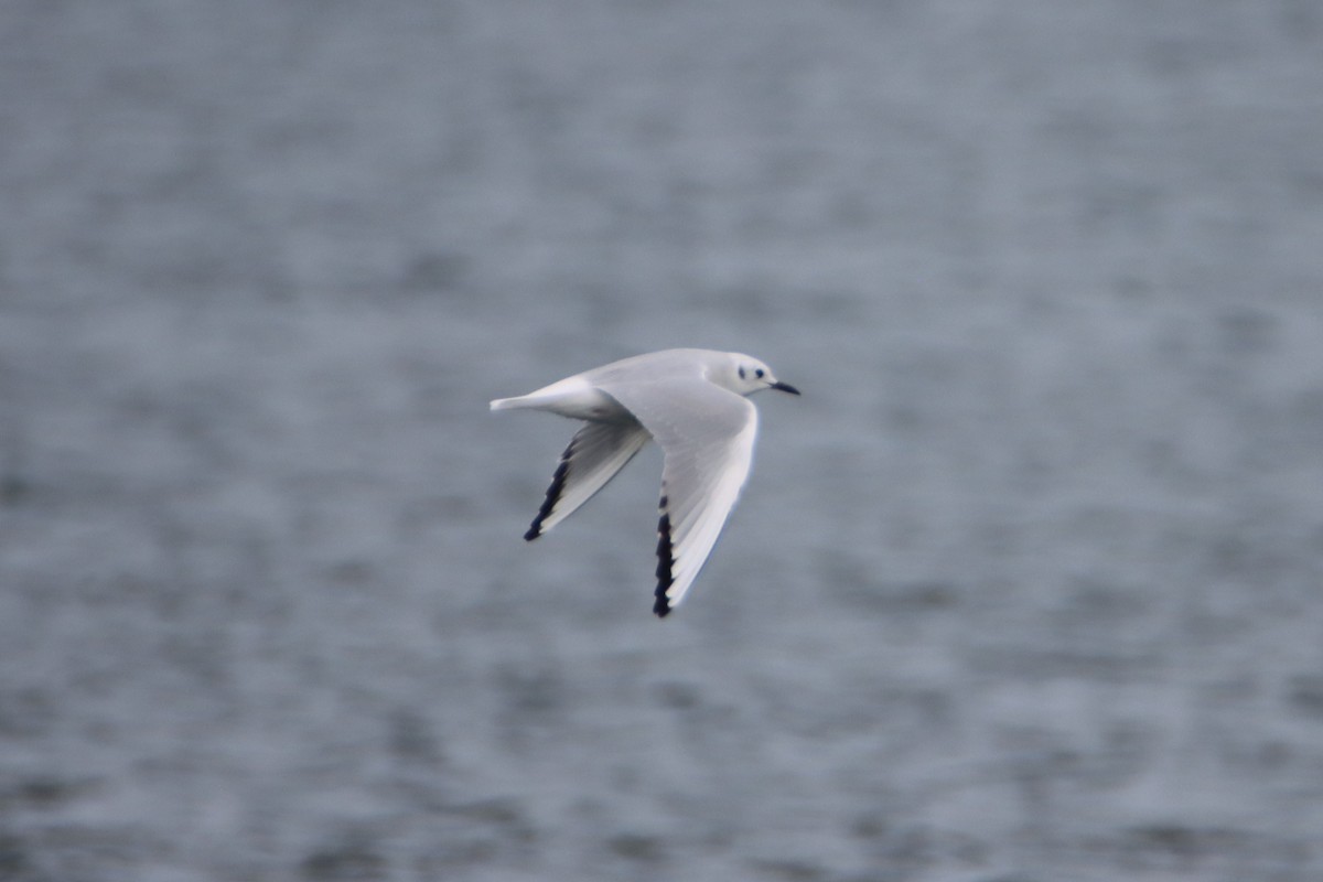 Bonaparte's Gull - ML624575194