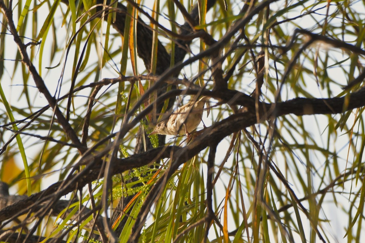 Brown-backed Honeyeater - ML624575198