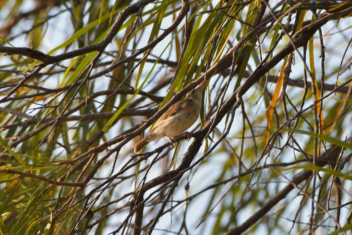 Brown-backed Honeyeater - ML624575199