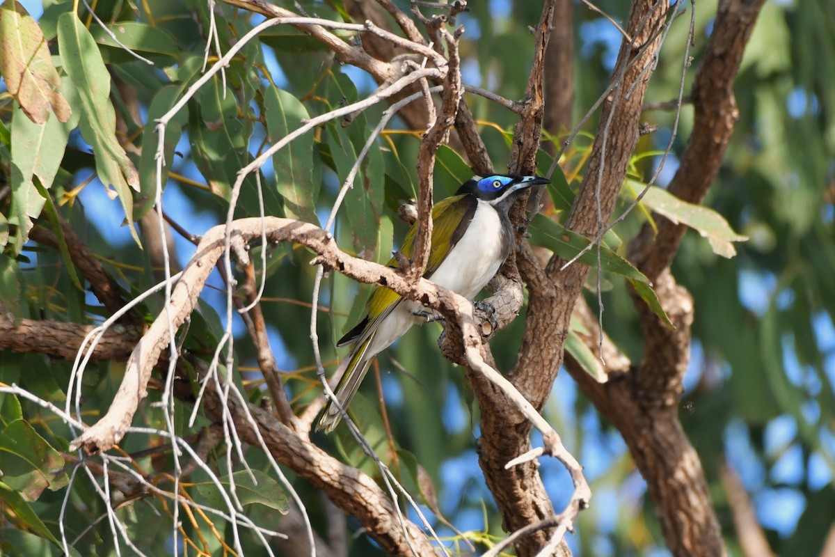 Blue-faced Honeyeater - Sam Adams