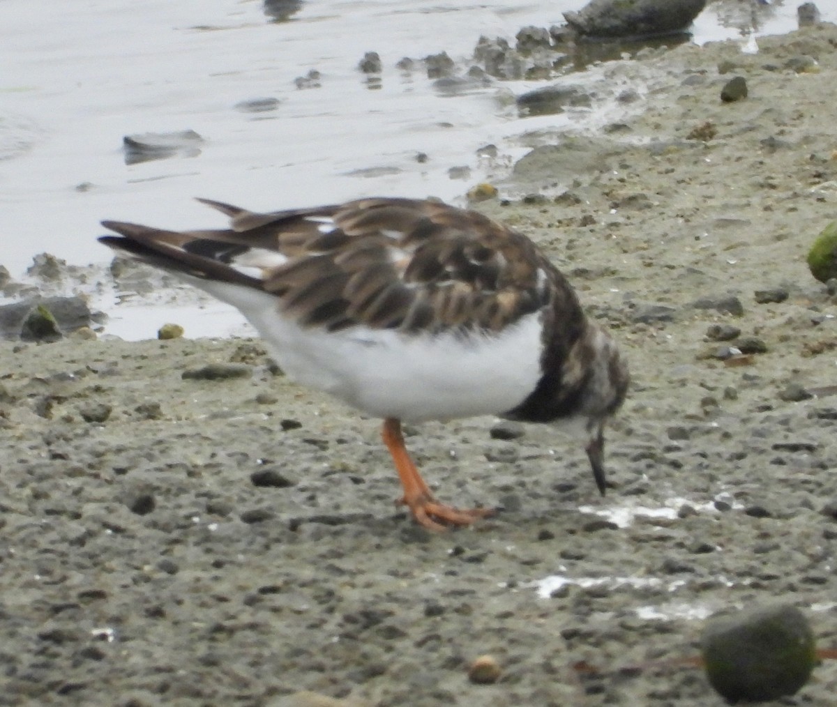 Ruddy Turnstone - ML624575214