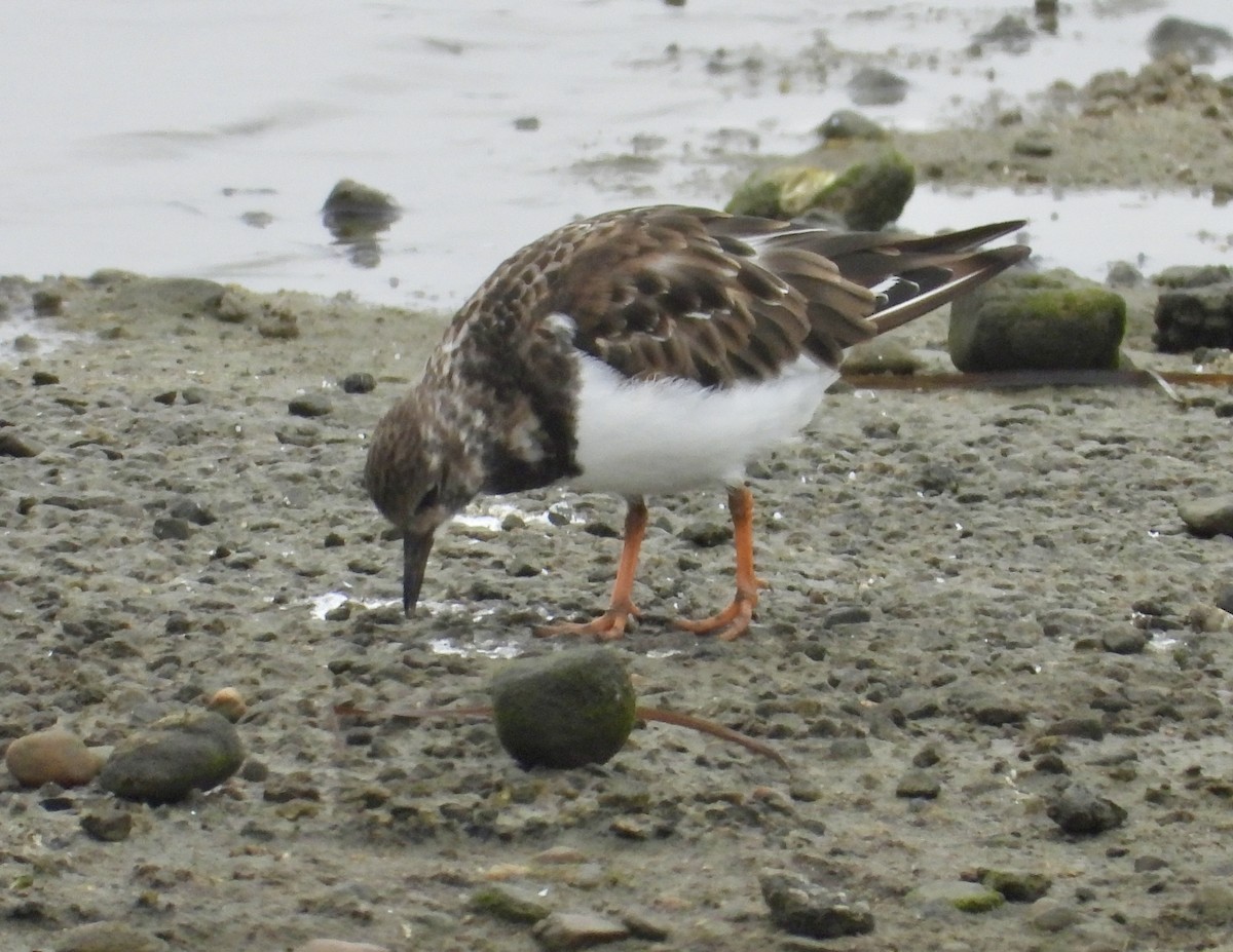 Ruddy Turnstone - ML624575215