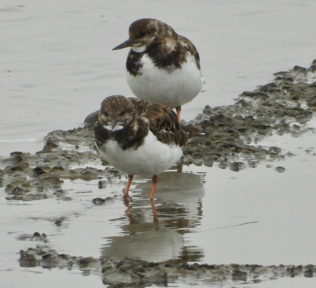 Ruddy Turnstone - ML624575216