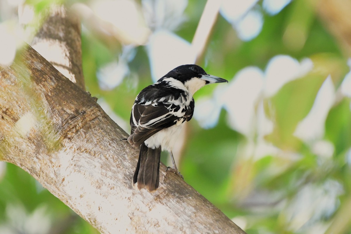 Black-backed Butcherbird - ML624575218