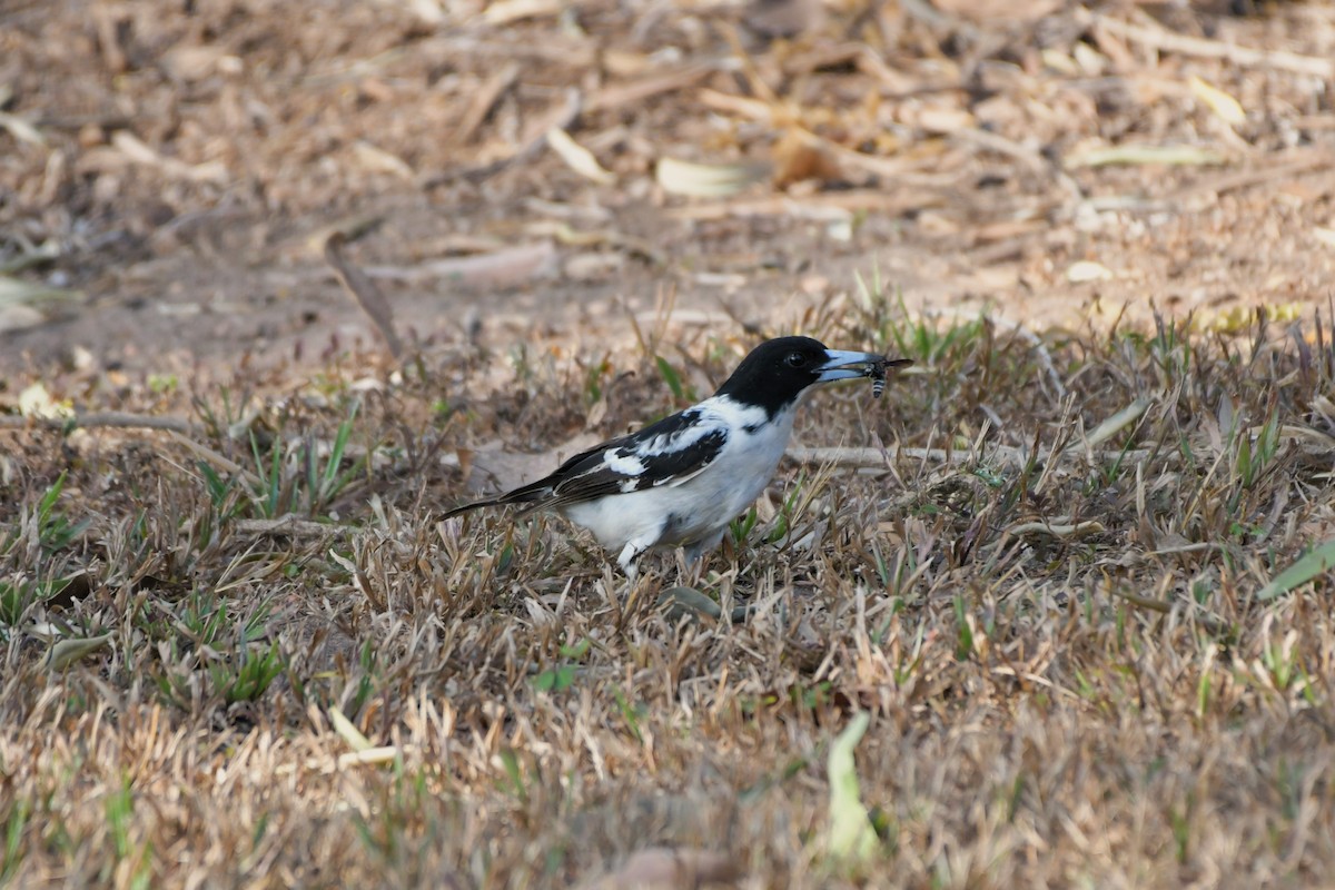 Black-backed Butcherbird - ML624575219