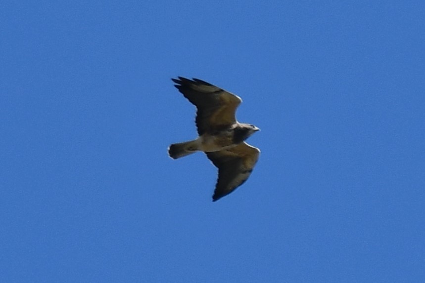 Swainson's Hawk - ML624575306