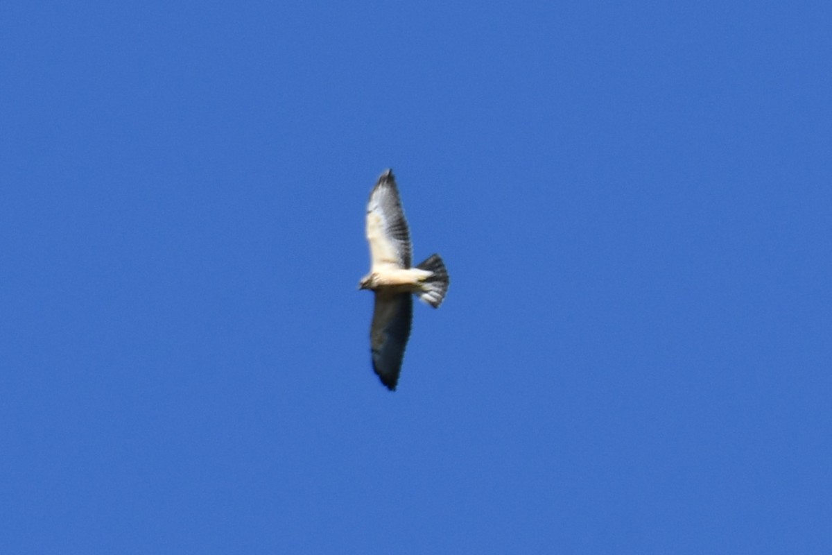 Swainson's Hawk - ML624575307