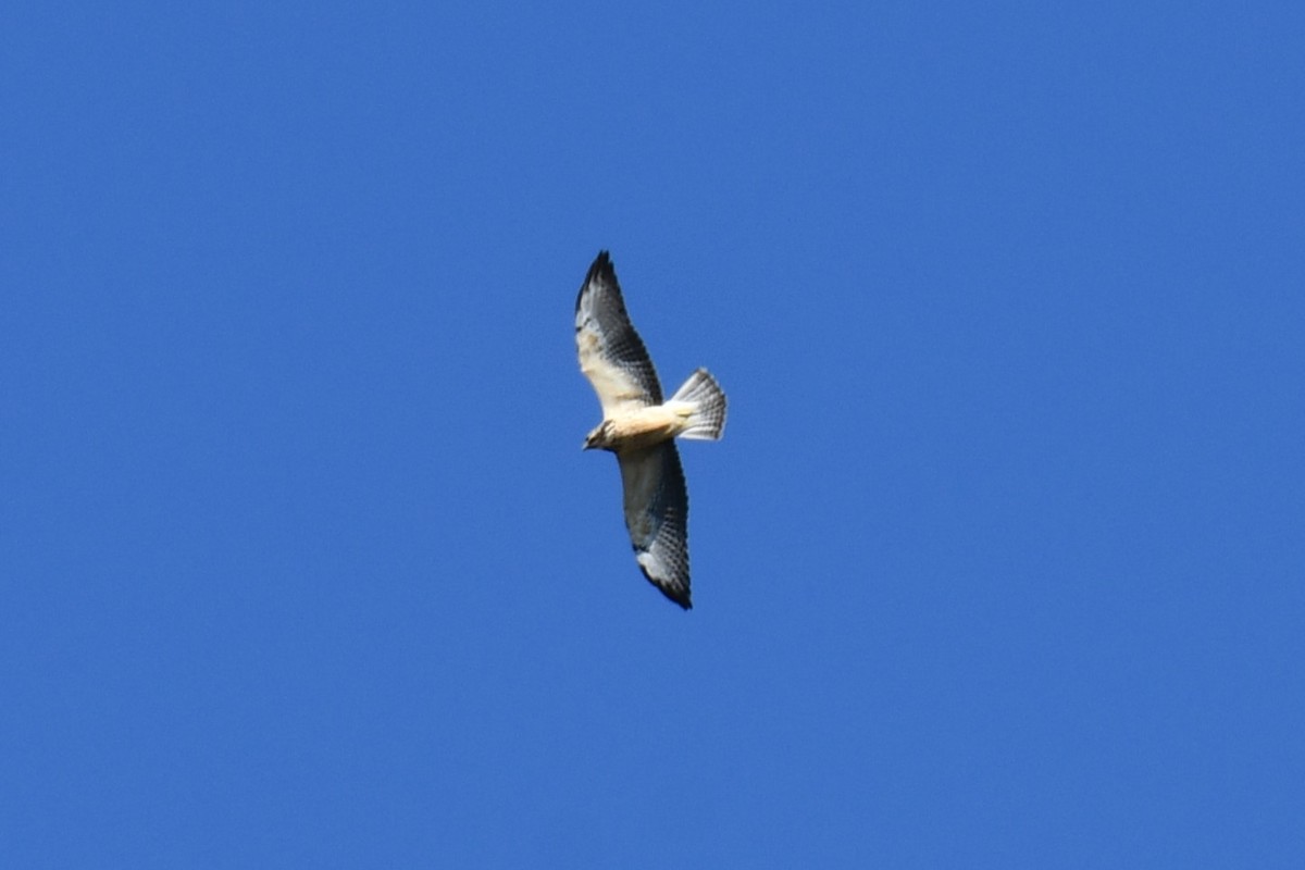 Swainson's Hawk - ML624575308