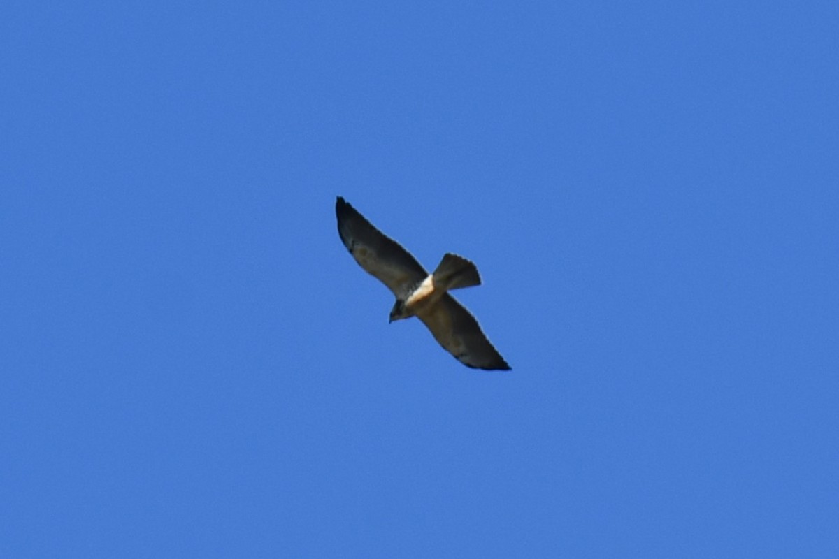 Swainson's Hawk - ML624575309