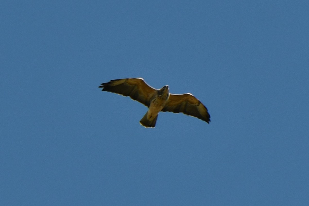 Swainson's Hawk - ML624575310