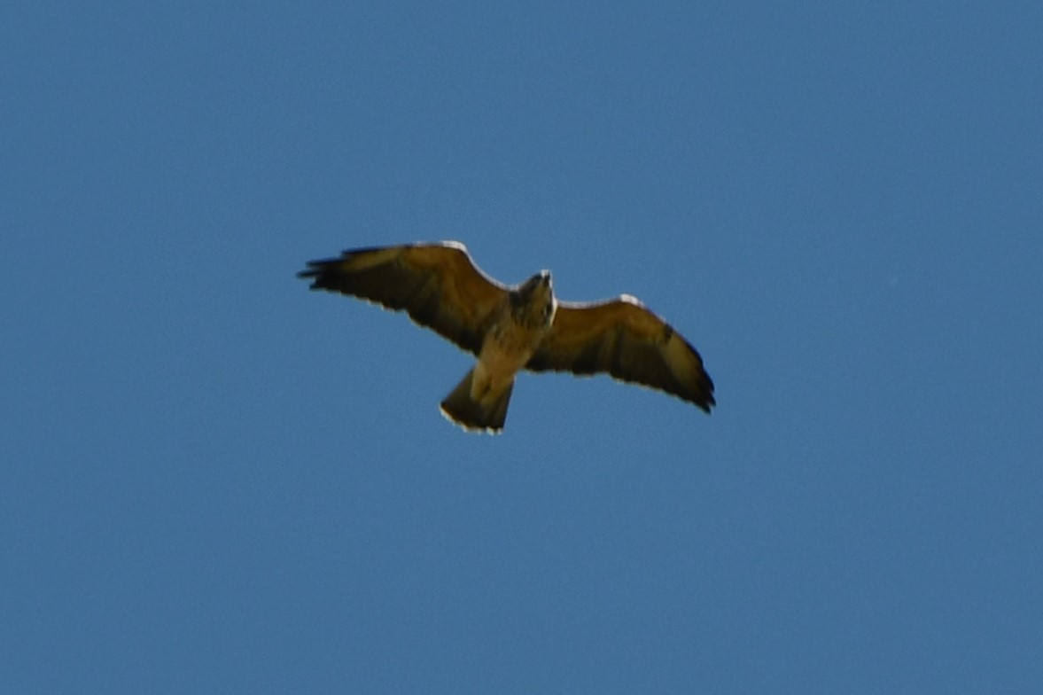 Swainson's Hawk - ML624575311