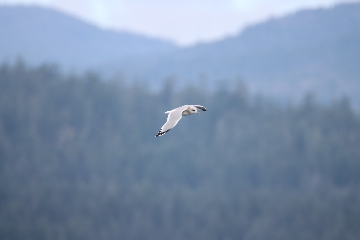 Short-billed Gull - ML624575313