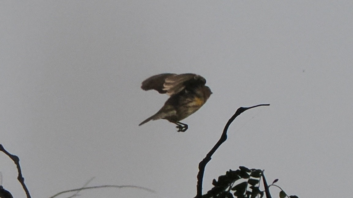 Yellow-rumped Warbler (Myrtle) - ML624575314