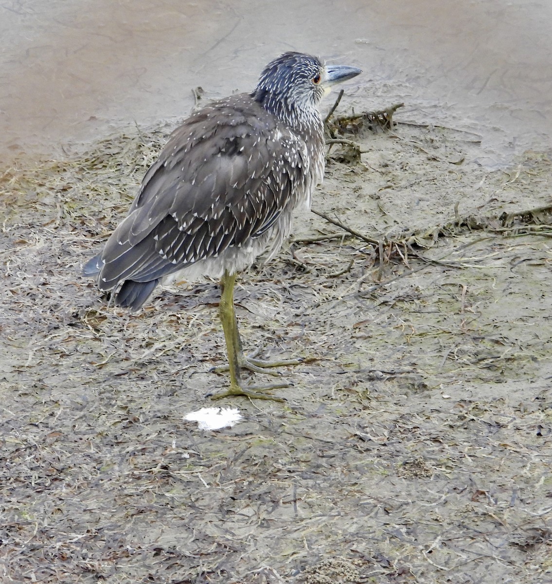 Yellow-crowned Night Heron - ML624575316