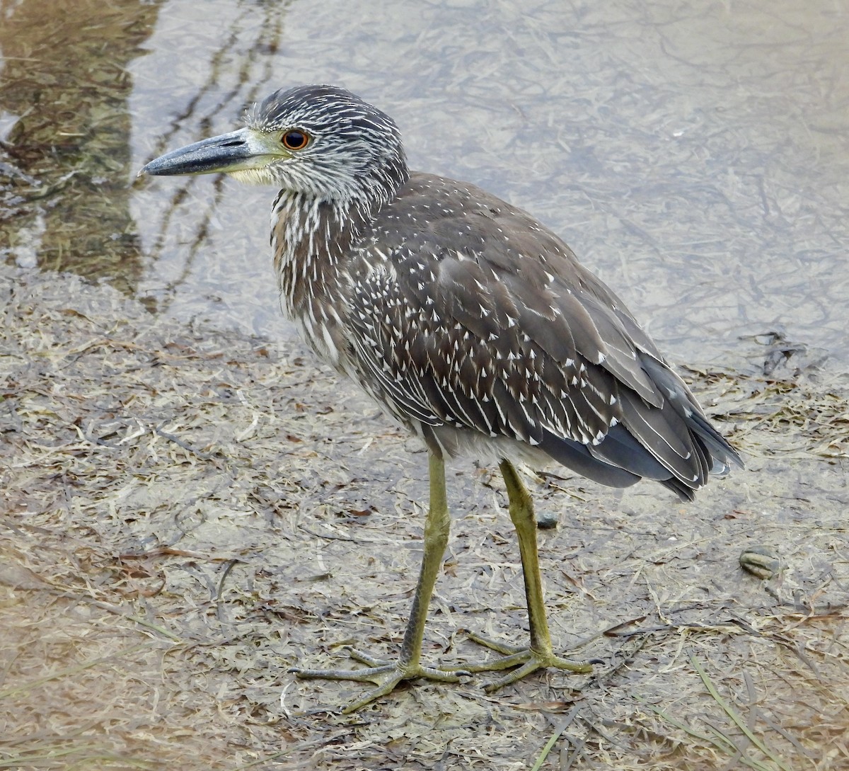 Yellow-crowned Night Heron - ML624575317