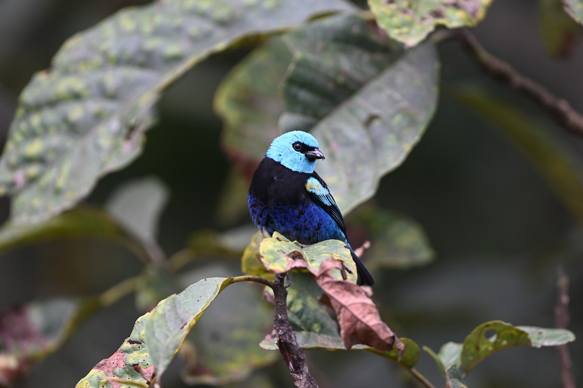 Blue-necked Tanager - ML624575320