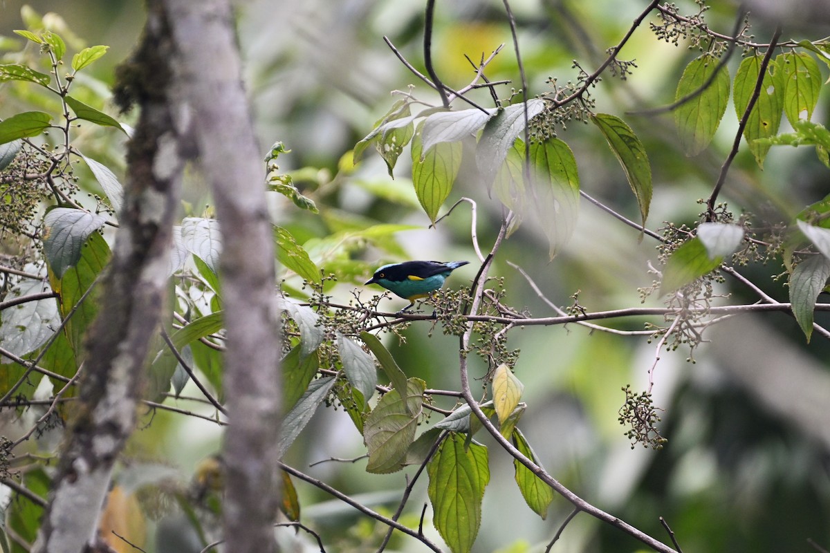 Black-faced Dacnis - ML624575322