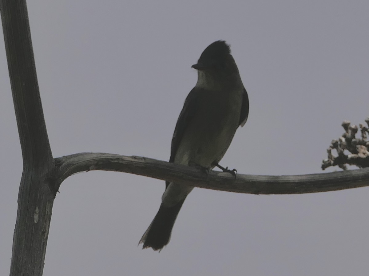 Western Wood-Pewee - ML624575323