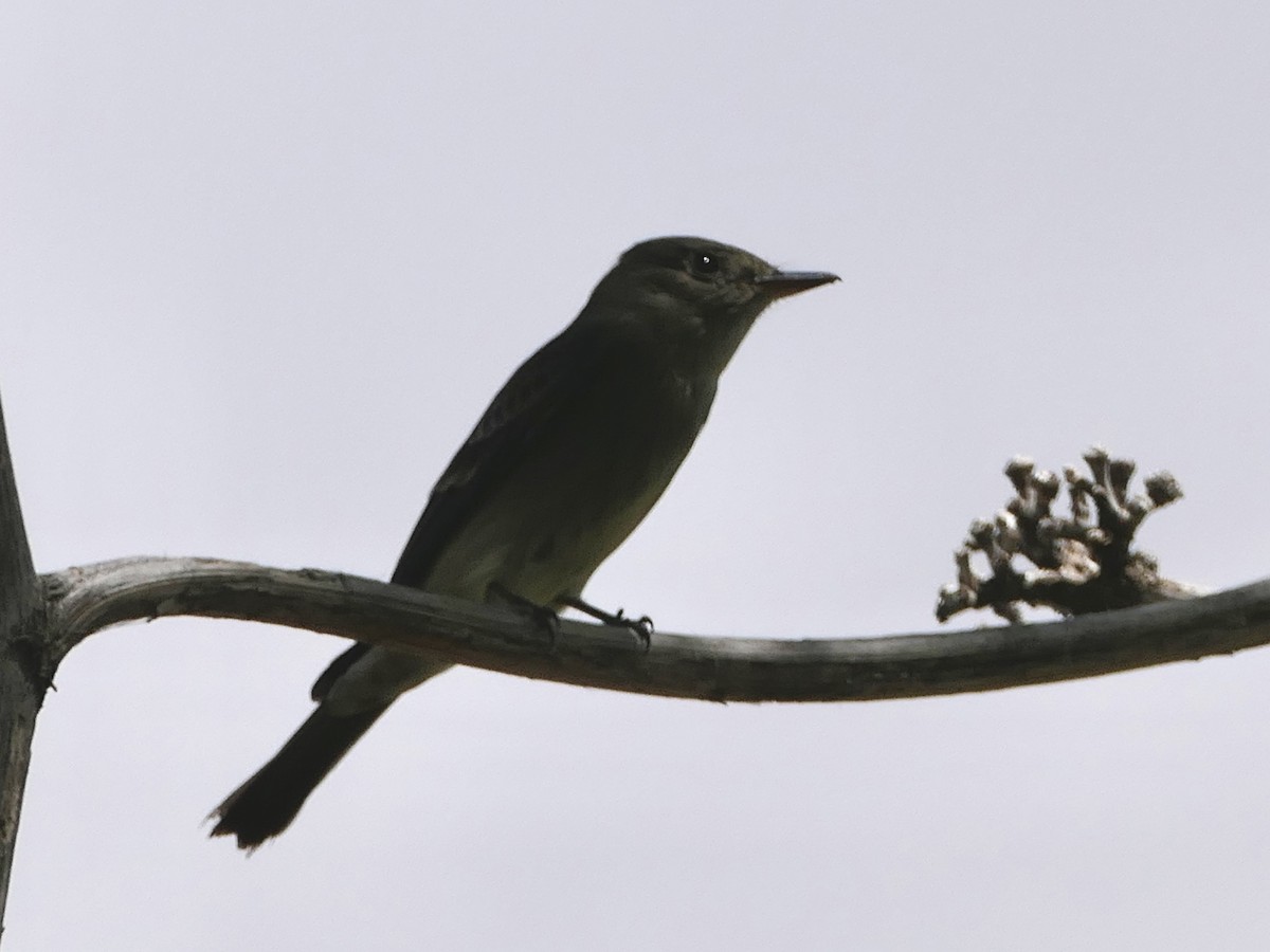 Western Wood-Pewee - ML624575324