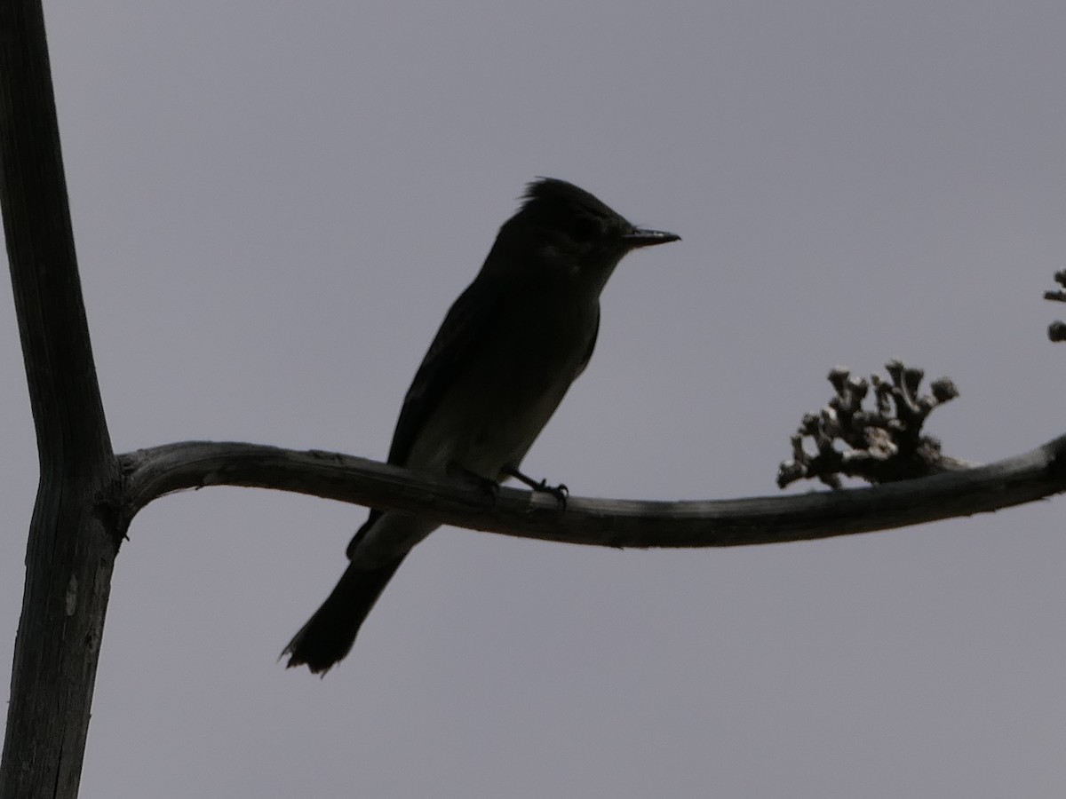 Western Wood-Pewee - ML624575325