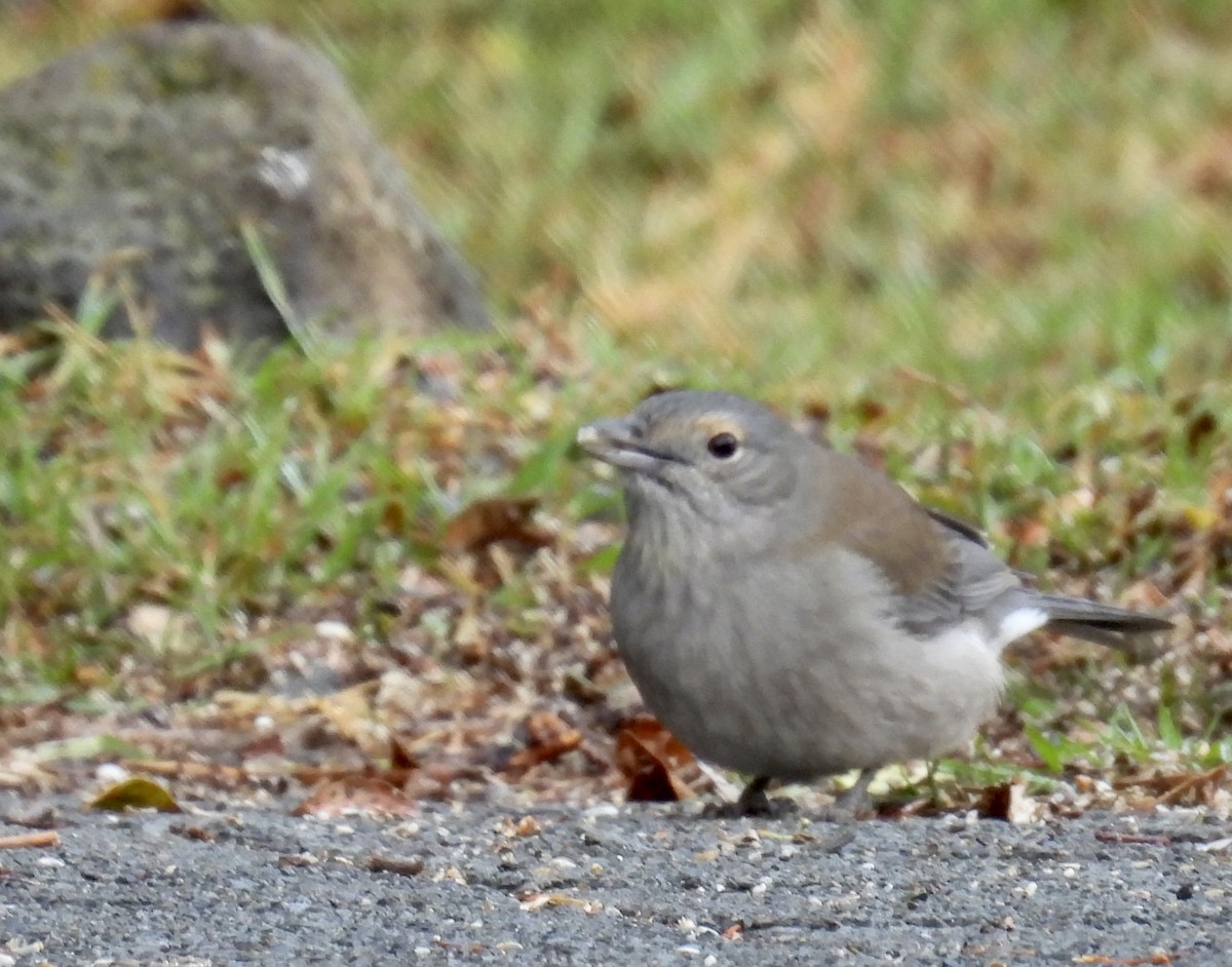 Gray Shrikethrush - ML624575328