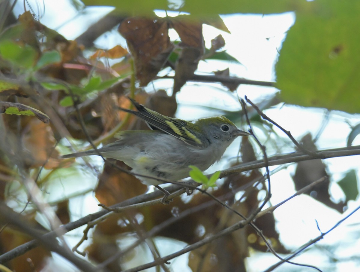 Chestnut-sided Warbler - ML624575329