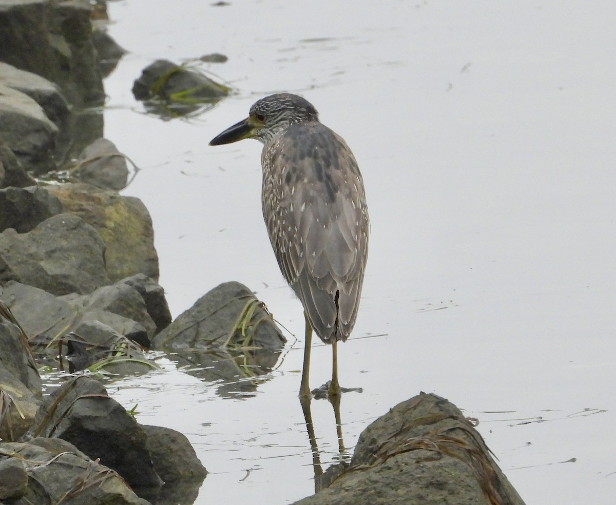 Black-crowned Night Heron - ML624575330