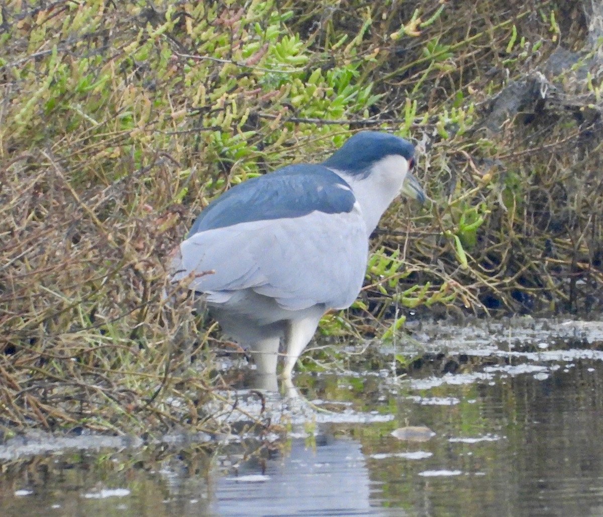 Black-crowned Night Heron - ML624575331