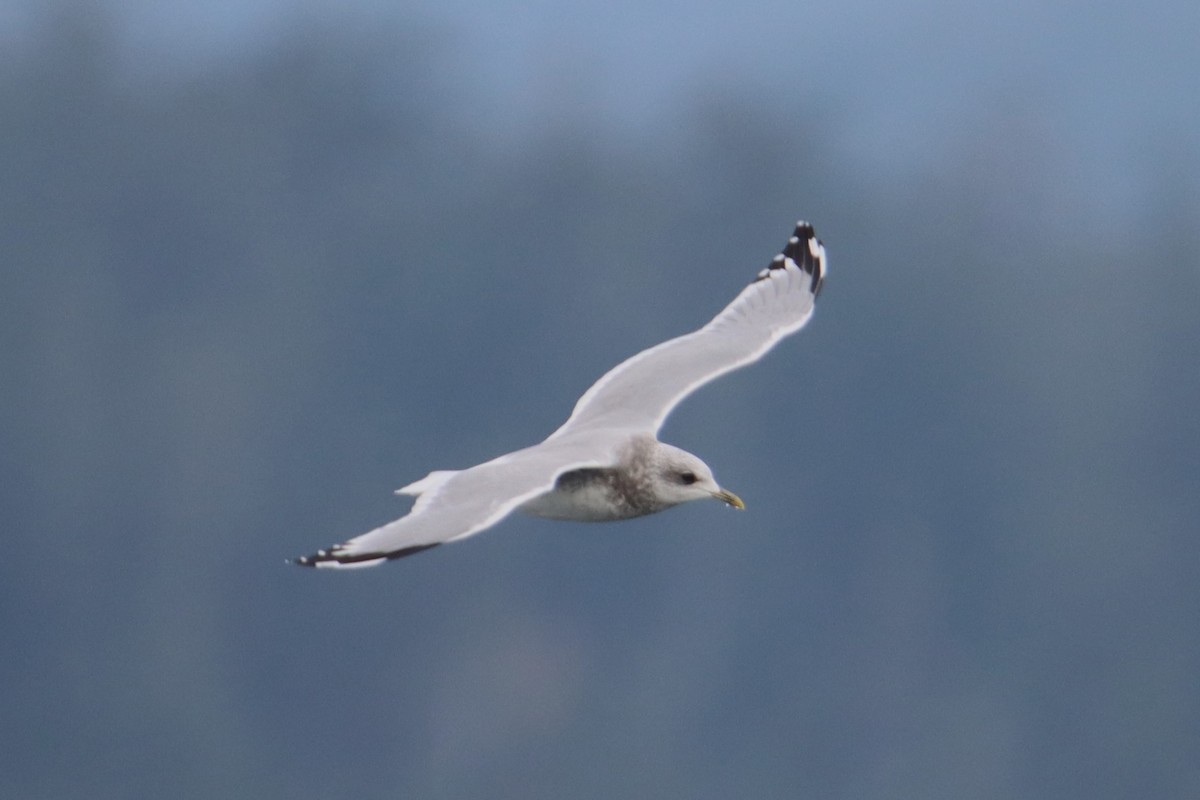 Short-billed Gull - ML624575332