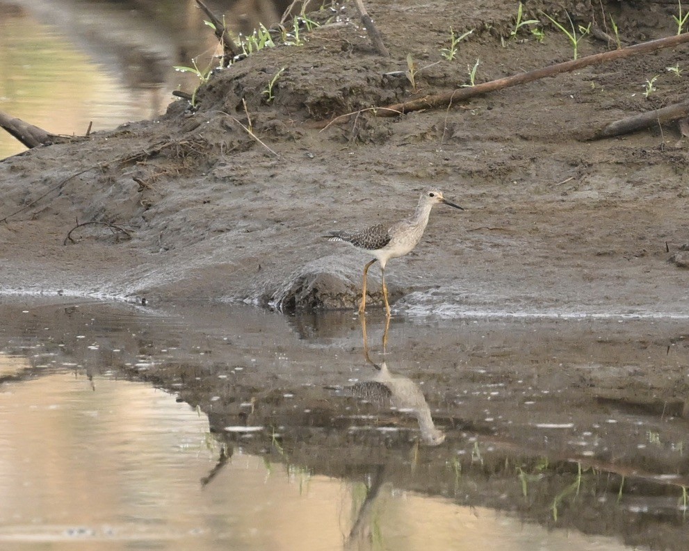 Lesser Yellowlegs - ML624575334