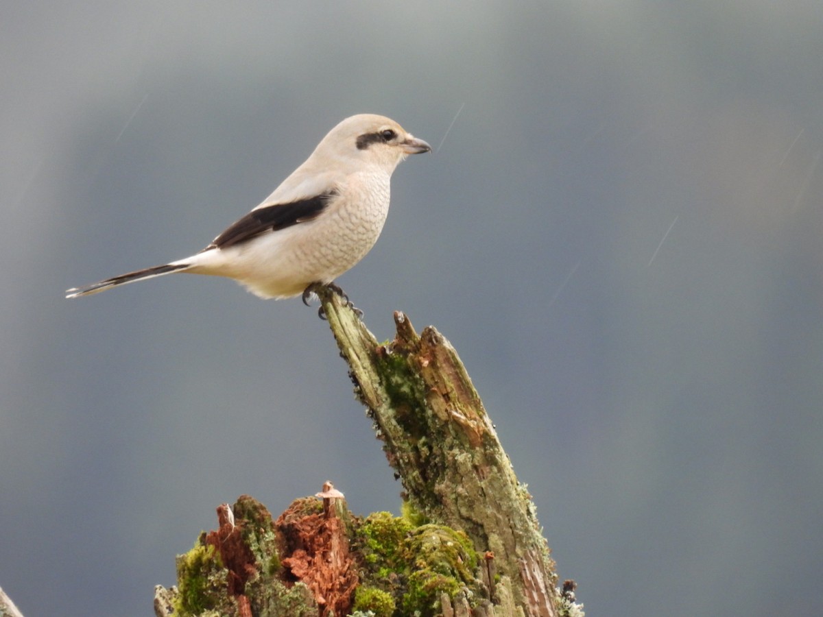 Northern Shrike - ML624575335