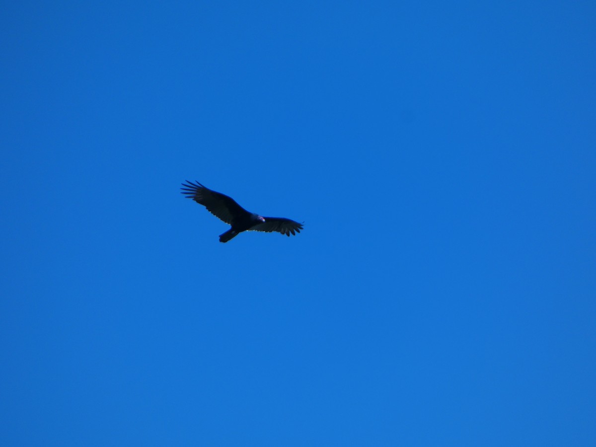 Turkey Vulture - Justin Reed