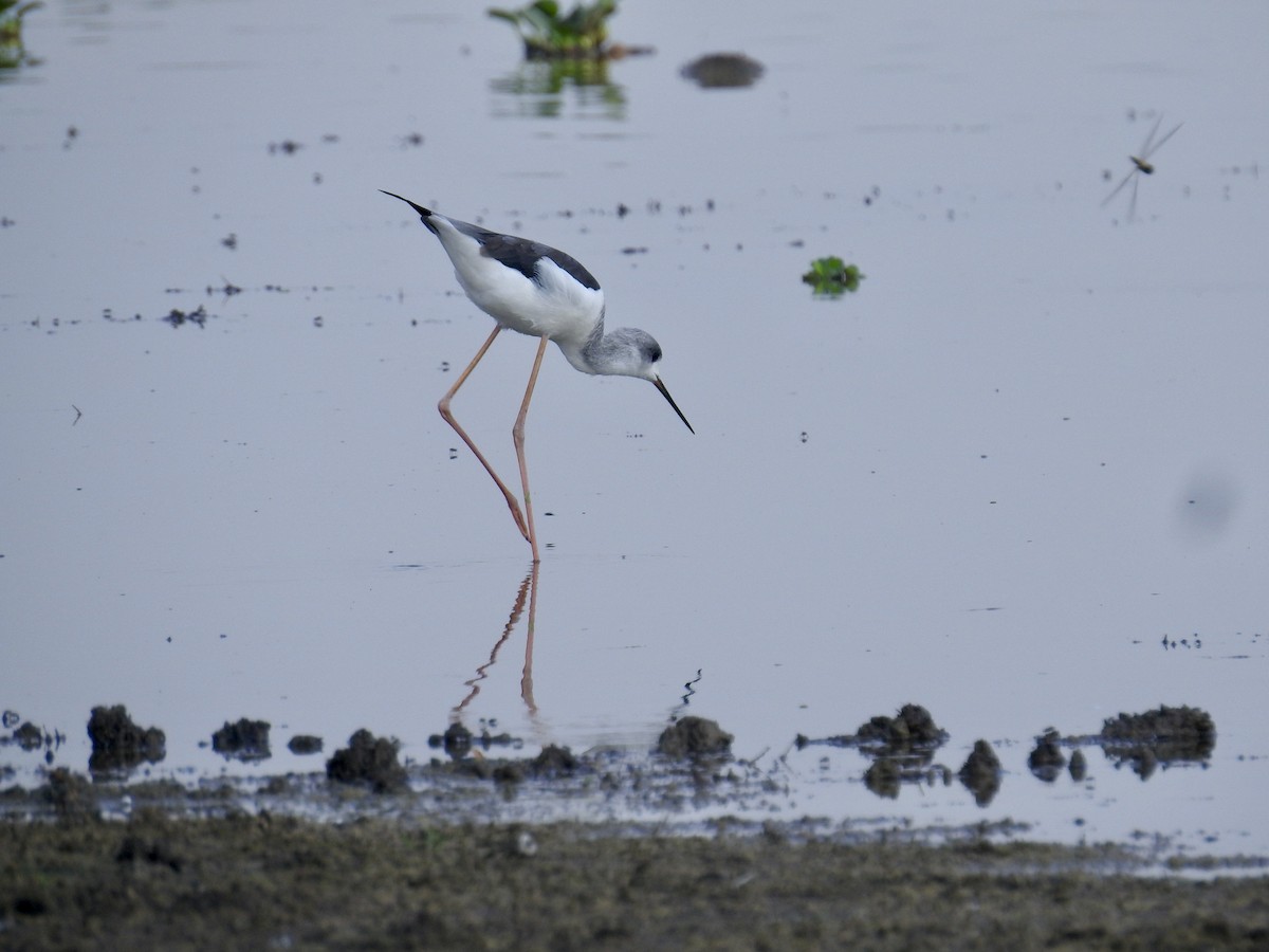 Black-winged Stilt - ML624575337