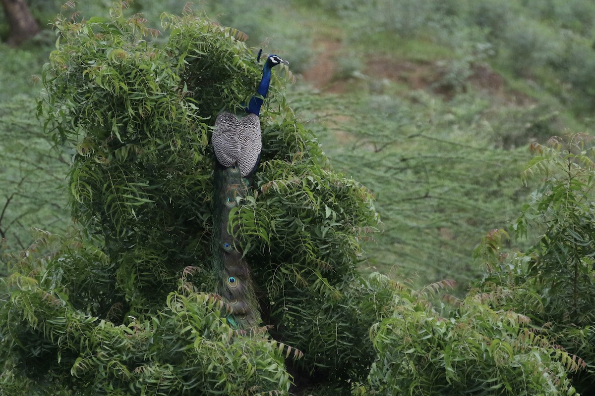 Indian Peafowl - ML624575338