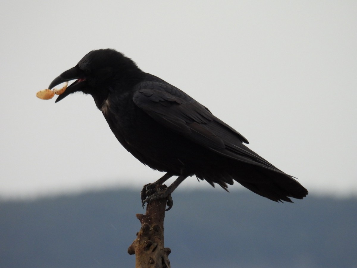 Common Raven - ML624575366