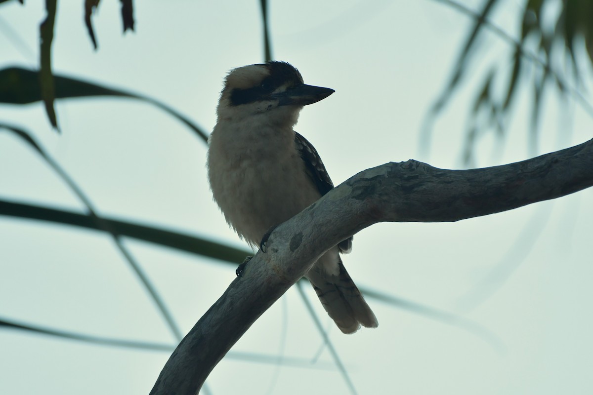 Laughing Kookaburra - ML624575444