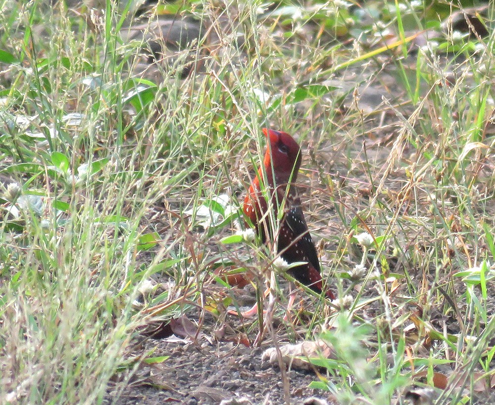 Bengalí Rojo - ML624575460